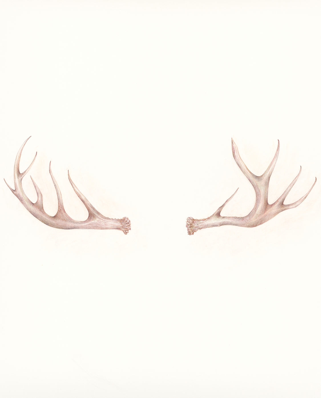 Elisabeth Hasselbeck Print of "Antlers" on UltraSmooth Fine Art Paper 24" x 36" from Chromatics (Nashville, Tn)